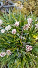 Tofieldia coccinea