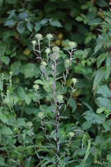 Carlina vulgaris