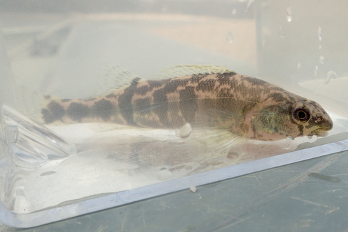 Freckled darter (Percina lenticula) — Percidae — 5