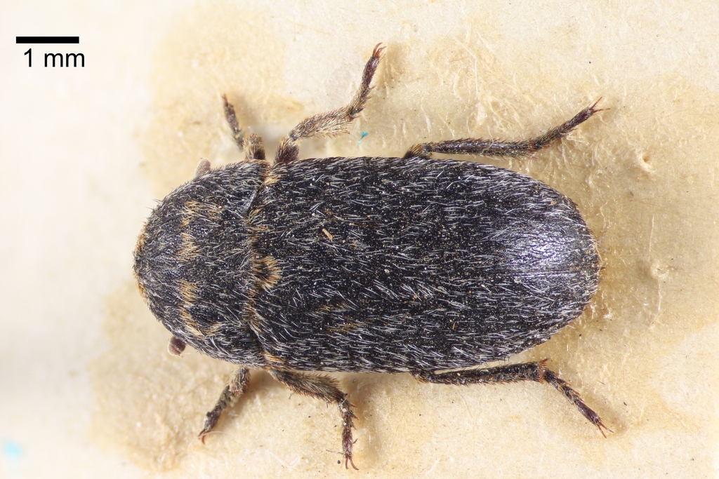 Skin beetle