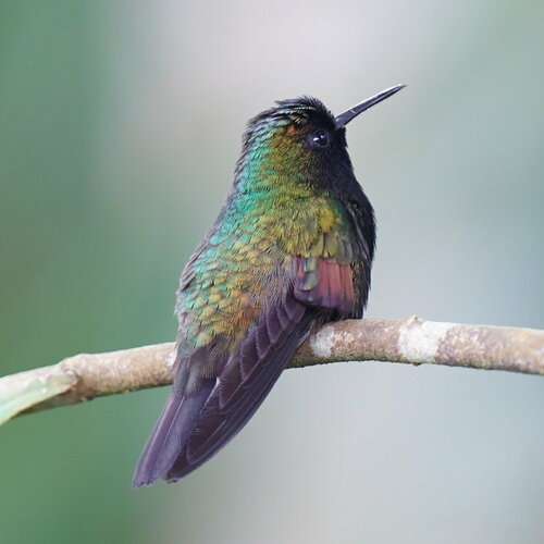 Black-bellied Hummingbird (Eupherusa nigriventris), photo 9