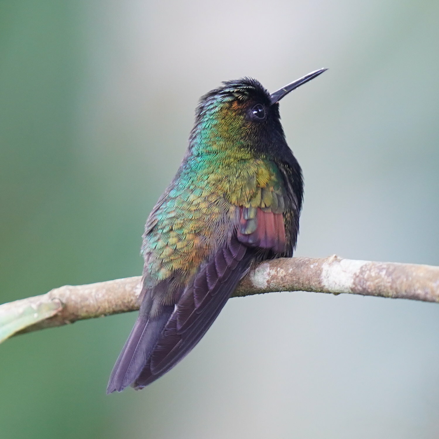 Black-bellied Hummingbird (Eupherusa nigriventris)