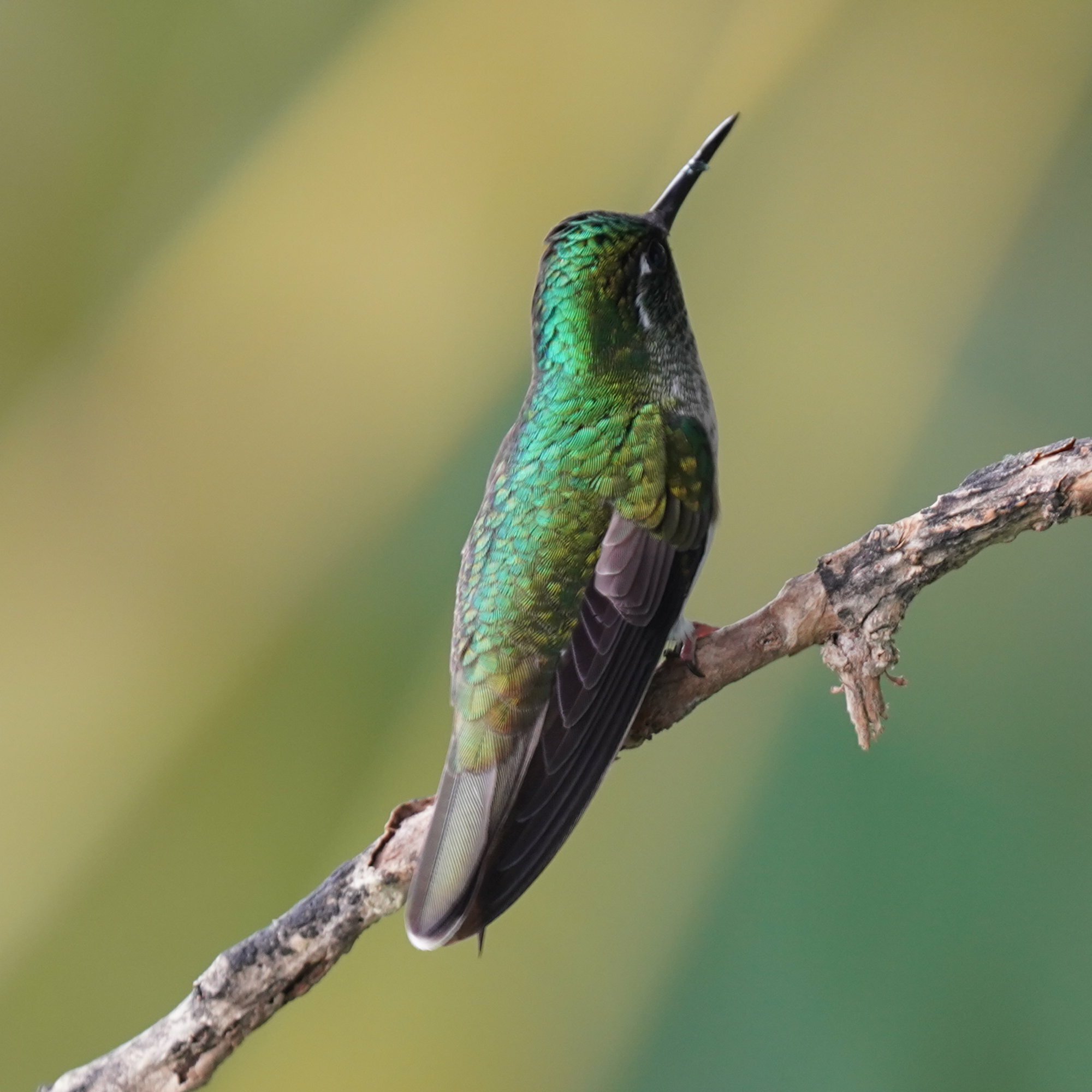 White-bellied Mountaingem (Lampornis hemileucus), photo 10