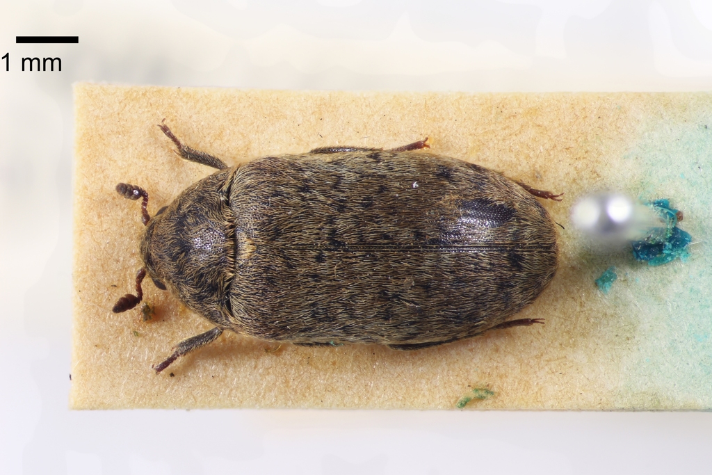 Dermestes aurichalceus
