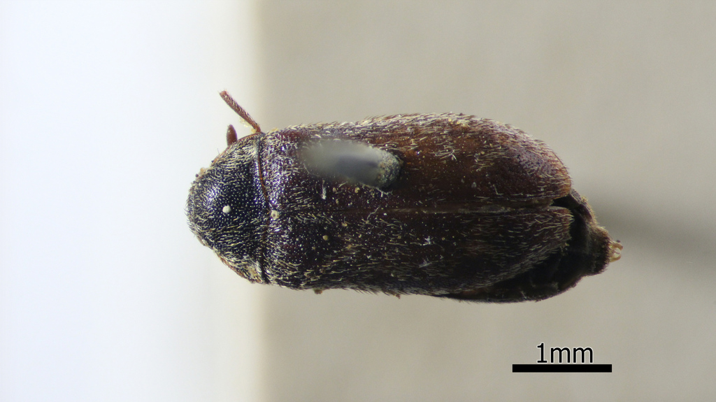 Corn Carpet Beetle