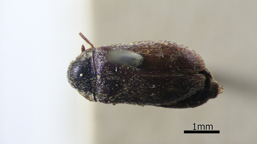 Corn Carpet Beetle