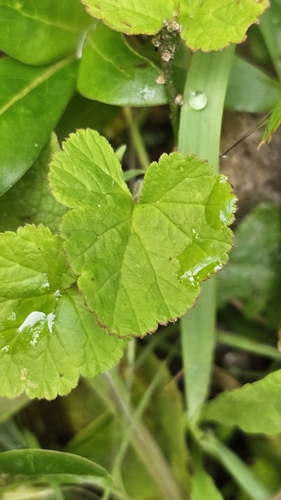 Image of Pelargonium inodorum by no rights reserved