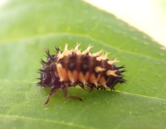 Harmonia axyridis
