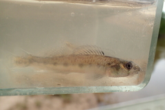 Pearl Darter photo 2