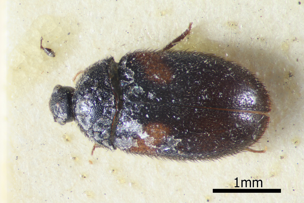 Phradonoma constantini