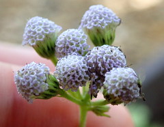 Conoclinium coelestinum