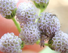 Conoclinium coelestinum