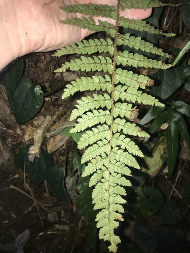 Image of Polystichum tagawanum by no rights reserved