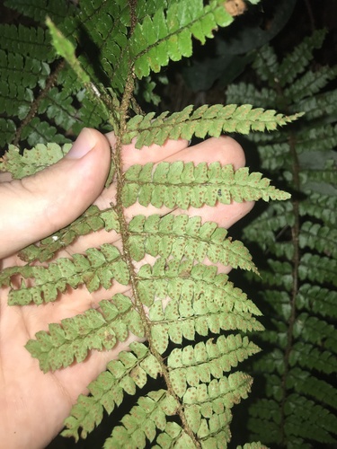 Tagawa's holly fern (Polystichum tagawanum)