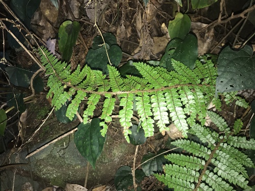Image of Polystichum tagawanum by no rights reserved