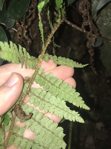 Image of Polystichum tagawanum by no rights reserved