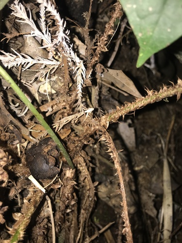 Image of Polystichum tagawanum by no rights reserved