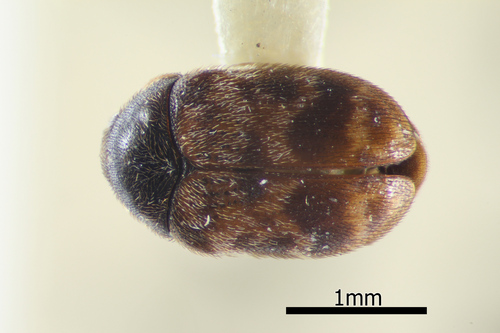 Large Cabinet Beetle