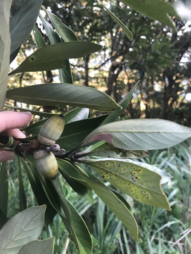 Image of Lithocarpus edulis by no rights reserved