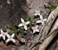 Zanthoxyloideae