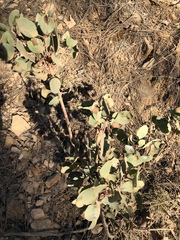 Arctostaphylos viscida