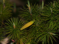 Stenanthera pinifolia