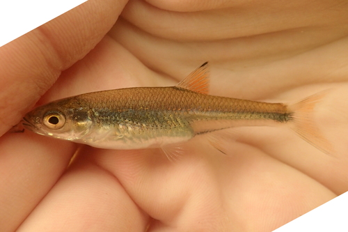 Cherryfin Shiner