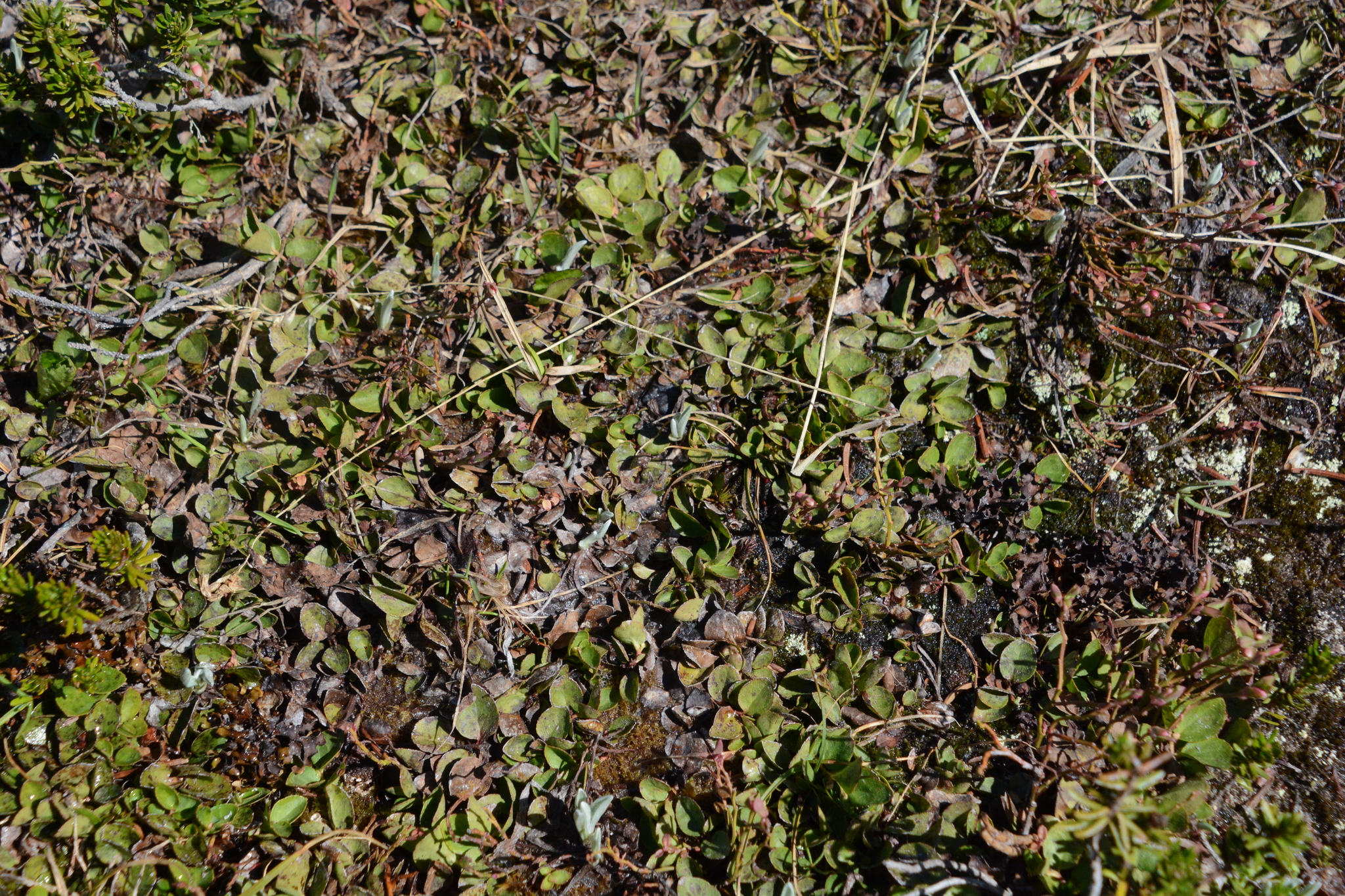 Imagem de Gaultheria humifusa não possui um nome popular amplamente reconhecido no Brasil