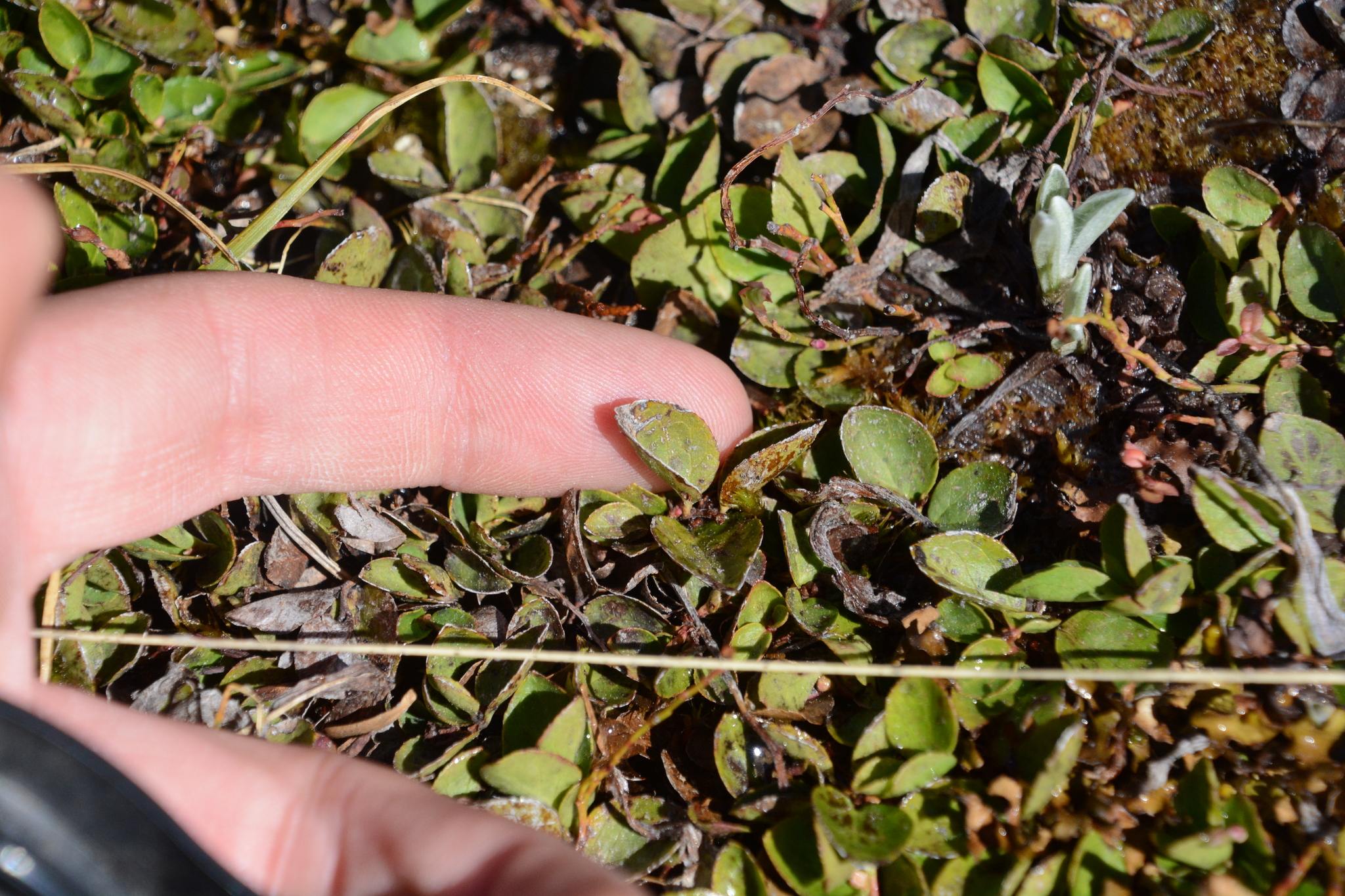 Imagem de Gaultheria humifusa não possui um nome popular amplamente reconhecido no Brasil
