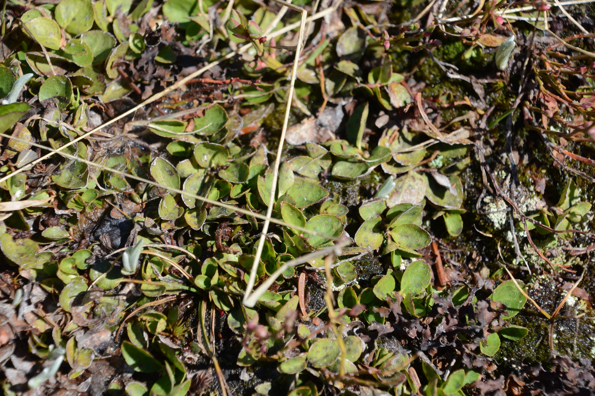 Imagem de Gaultheria humifusa não possui um nome popular amplamente reconhecido no Brasil