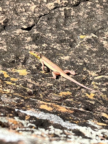 Reddish Sand Lizard, Pedioplanis rubens