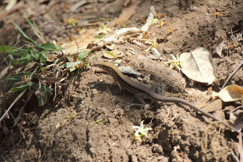 Rainbow Ameiva, Holcosus amphigrammus