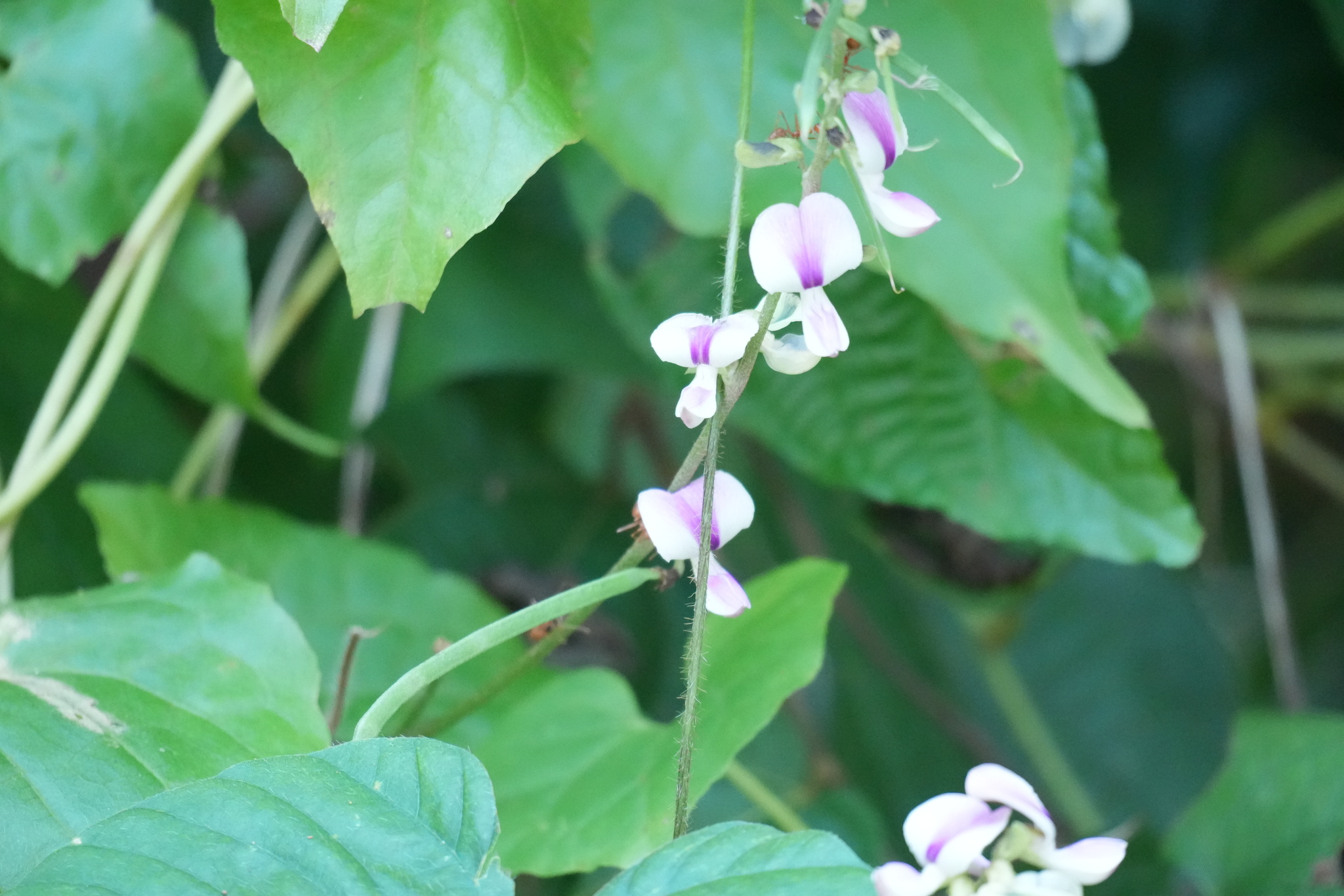 Neustanthus phaseoloides (Neustanthus phaseoloides)