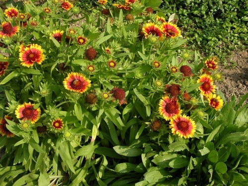 great blanketflower