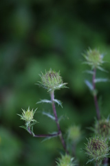 Carlina vulgaris