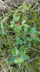 Rubus arcticus acaulis