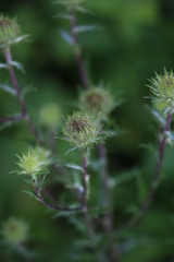 Carlina vulgaris