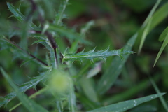 Carlina vulgaris