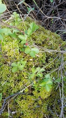 Rubus arcticus acaulis