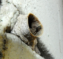 Nannotrigona testaceicornis