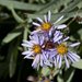 Blueleaf Aster - Photo (c) Richard Spellenberg, some rights reserved (CC BY-NC-SA)