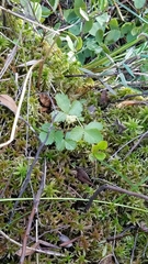 Rubus arcticus acaulis