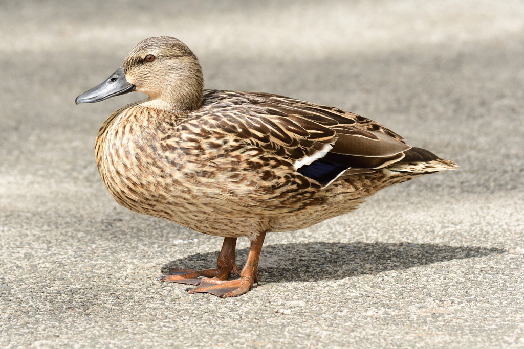 Mallard × Hawaiian Duck