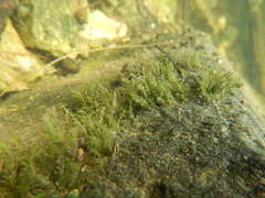 Fissidens fontanus