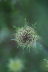 Carlina vulgaris