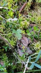 Rubus arcticus acaulis