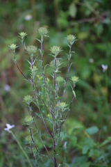 Carlina vulgaris