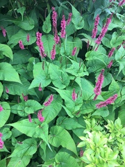 Bistorta amplexicaulis