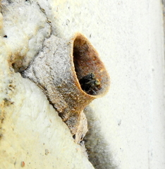 Nannotrigona testaceicornis