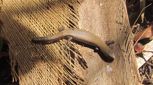 Smooth-scaled Tegulet, Gymnophthalmus underwoodi